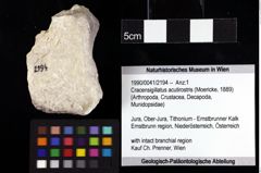 Foto (Objket + Etiketten) von Cracensigillatus acutirostris (Moericke, 1889) 